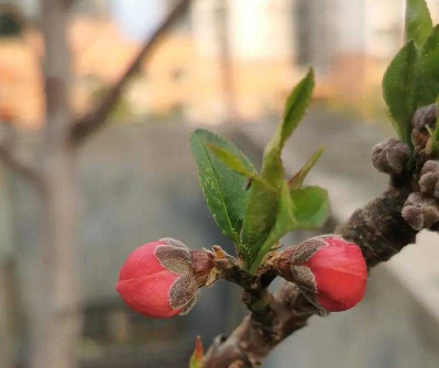 含苞欲放的桃花：那是春天的嘴唇吧